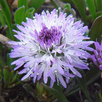 Gubóvirág (Globularia)