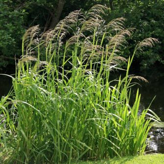 Harmatkása (Glyceria)