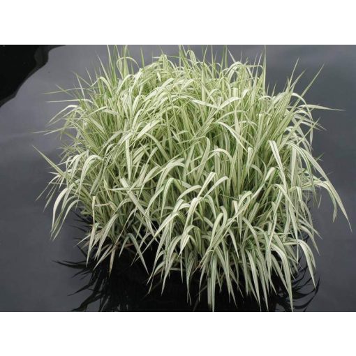 Glyceria maxima Variegata - Harmatkása