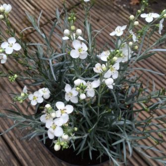 Vidrabokor (Gomphostigma)