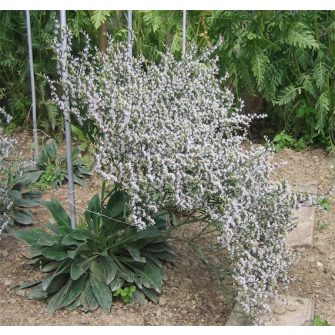 Sóvirág (Goniolimon)