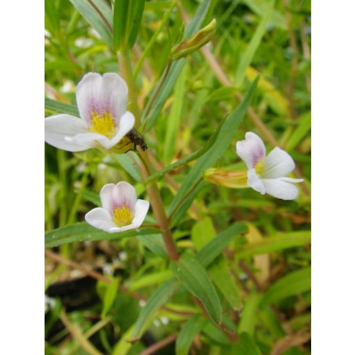 Gratiola officinalis - Csikorgófű