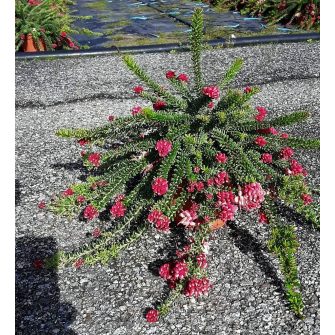 Pókvirág (Grevillea)