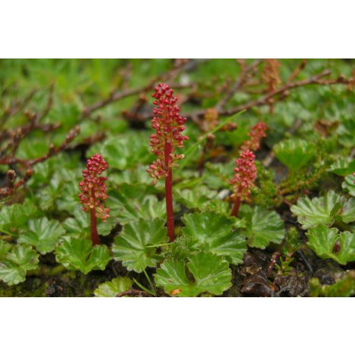 Gunnera magellanica - Óriáslapu