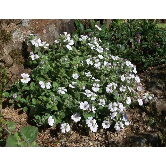 Fátyolvirág (Gypsophyla)