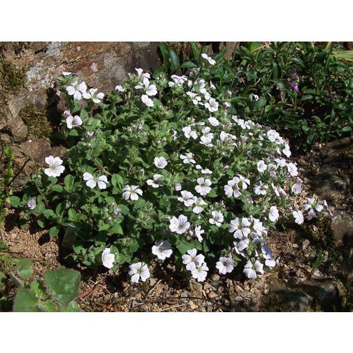 Gypsophila cerastioides - Fátyolvirág