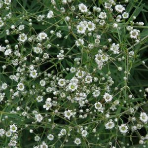 Gypsophila paniculata Bristol Fairy - Fátyolvirág