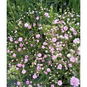 Gypsophila paniculata Pink Festival - Fátyolvirág