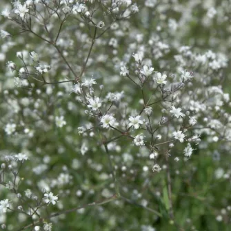 Fátyolvirág (Gypsophyla)