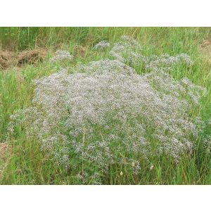 Gypsophila paniculata - Fátyolvirág