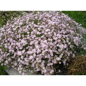 Fátyolvirág (Gypsophyla)