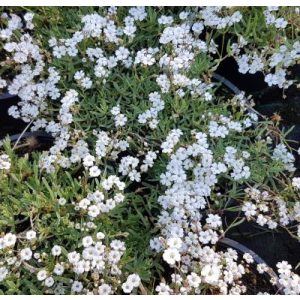 Gypsophila repens Filou White - Kúszó fátyolvirág