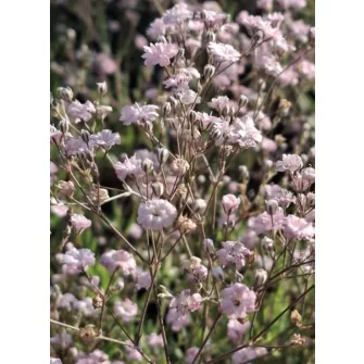 Fátyolvirág (Gypsophyla)