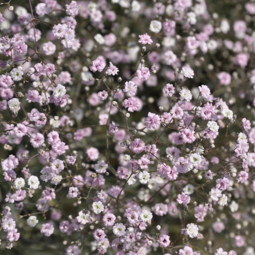 Gypsophila Rosenschleier - Fátyolvirág