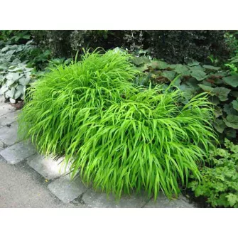 Szálkafű (Hakonechloa)