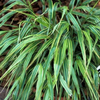 Szálkafű (Hakonechloa)