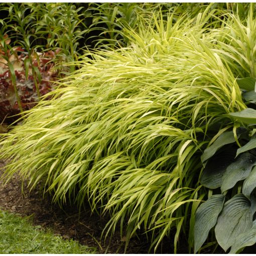 Hakonechloa macra All Gold - Szálkafű