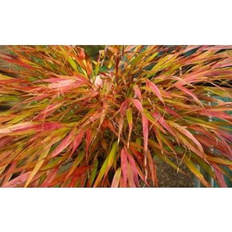 Szálkafű (Hakonechloa)