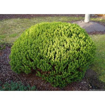 Veronikacserje (Hebe)