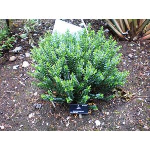 Hebe odora nana - Veronikacserje