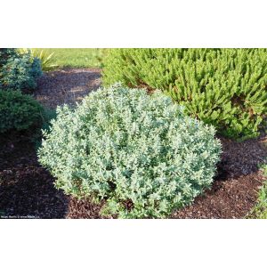 Hebe pimeleoides - Veronikacserje