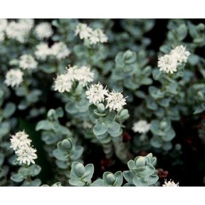 Hebe pinguifolia Pagei - Veronikacserje