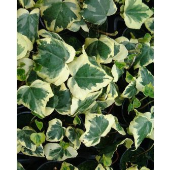 Télálló kúszó növények