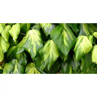 Borostyán (Hedera)