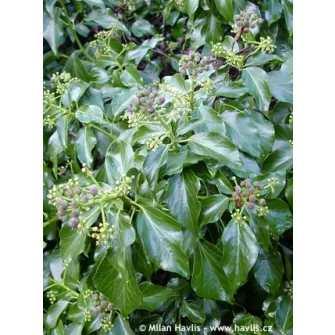 Borostyán (Hedera)