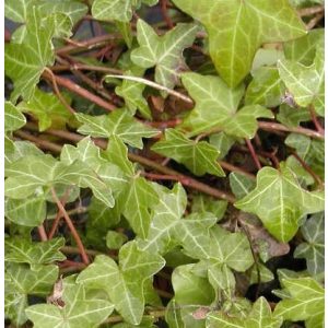 Hedera helix Walthamensis - Borostyán