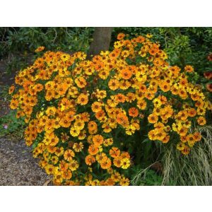 Helenium Amber Dwarf - Napfényvirág