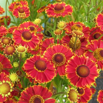 Napfényvirág (Helenium)