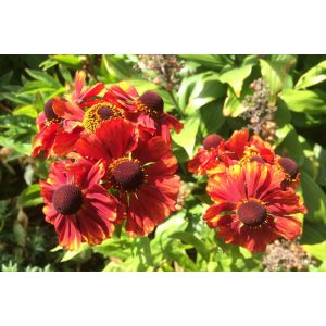 Helenium Chelsey - Napfényvirág