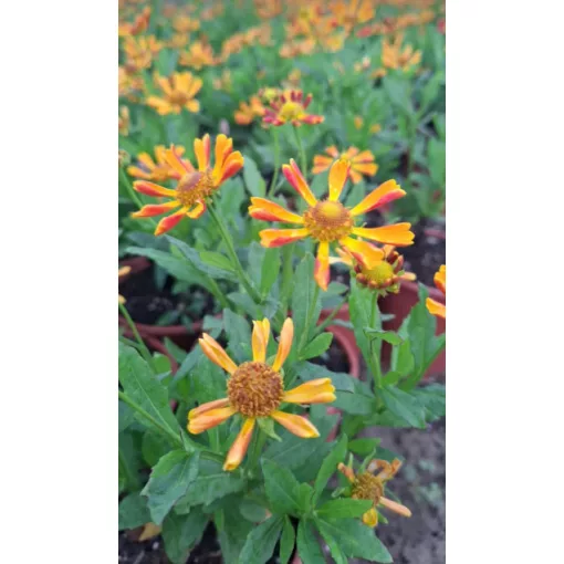 Helenium Fancy Fan - Napfényvirág