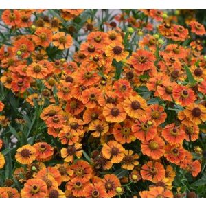 Helenium Flammendes Kätchen - Napfényvirág