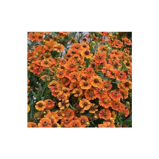 Helenium Flammendes Kätchen - Napfényvirág