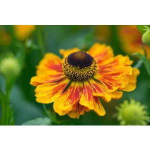 Helenium Kokarde - Napfényvirág