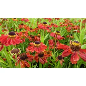 Helenium Kupferzwerg - Napfényvirág