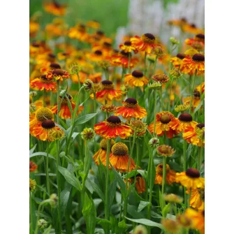 Napfényvirág (Helenium)