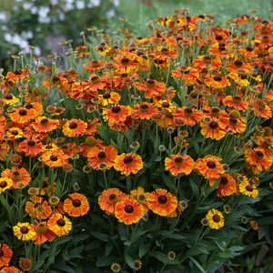 Helenium Mardi Gras - Napfényvirág