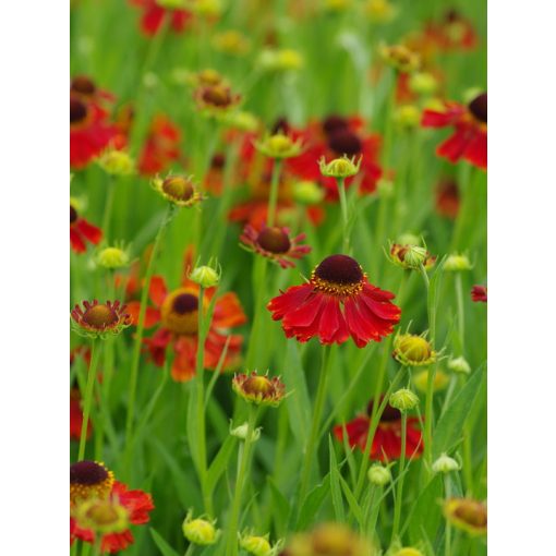 Helenium Moerheim Beauty - Napfényvirág