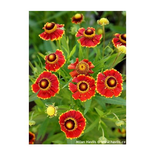 Helenium Rotgold - Napfényvirág
