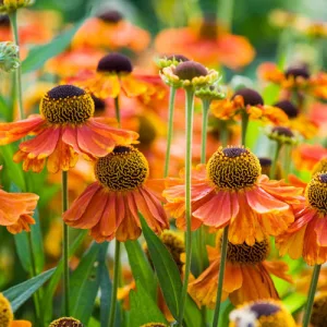 Helenium Sahins Early Flowerer - Napfényvirág