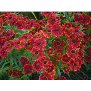 Helenium Serenade - Napfényvirág