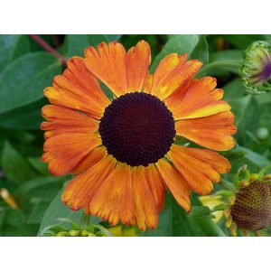 Helenium Wonadonga - Napfényvirág