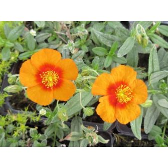 Napvirág (Helianthemum)