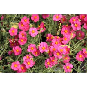 Helianthemum Ben Hope - Napvirág