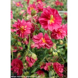 Helianthemum Cerise Queen - Napvirág