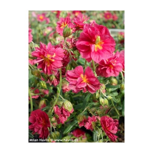 Helianthemum Cerise Queen - Napvirág