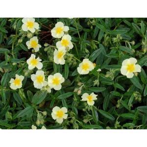 Helianthemum Cornish Cream - Napvirág